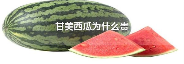 甘美西瓜为什么贵