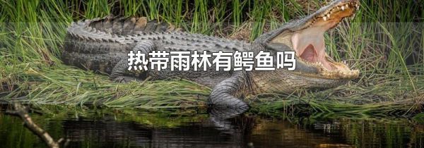 热带雨林有鳄鱼吗