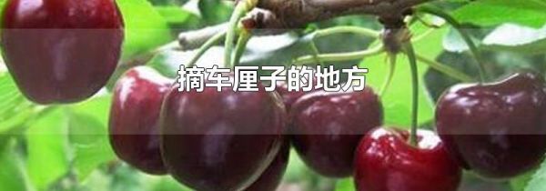 摘车厘子的地方