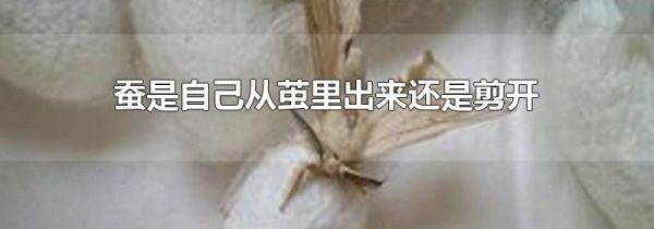 蚕是自己从茧里出来还是剪开