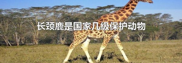 长颈鹿是国家几级保护动物