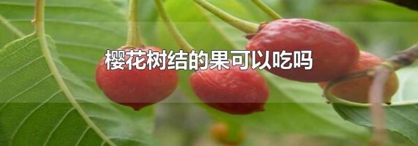 樱花树结的果可以吃吗
