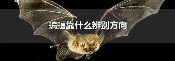 蝙蝠靠什么辨别方向