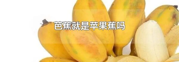 芭蕉就是苹果蕉吗