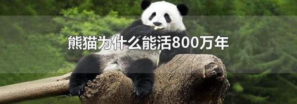 熊猫为什么能活800万年