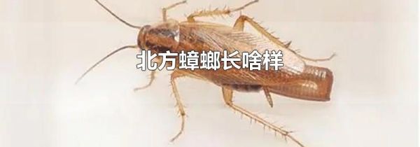 北方蟑螂长啥样