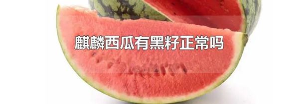 麒麟西瓜有黑籽正常吗