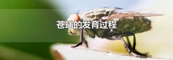 苍蝇的发育过程