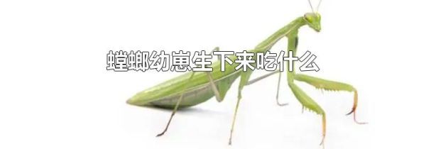 螳螂幼崽生下来吃什么
