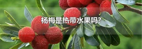 杨梅是热带水果吗?