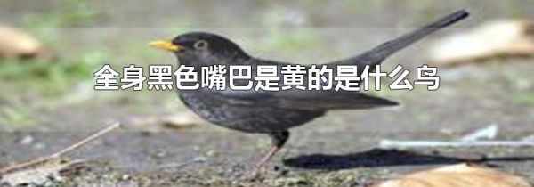 全身黑色嘴巴是黄的是什么鸟