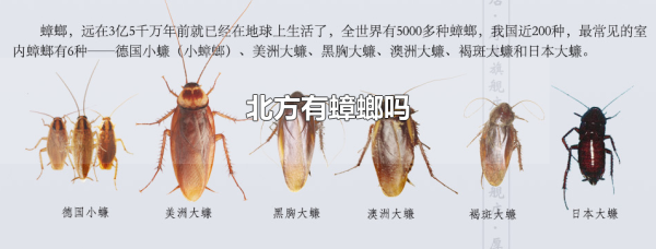 北方有蟑螂吗