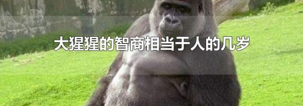 大猩猩的智商相当于人的几岁