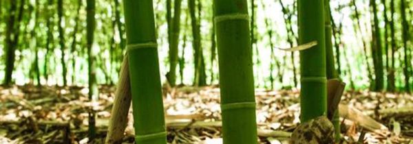 竹子根怎么清除