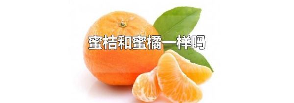 蜜桔和蜜橘一样吗