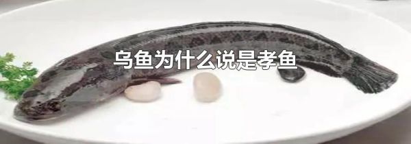 乌鱼为什么说是孝鱼