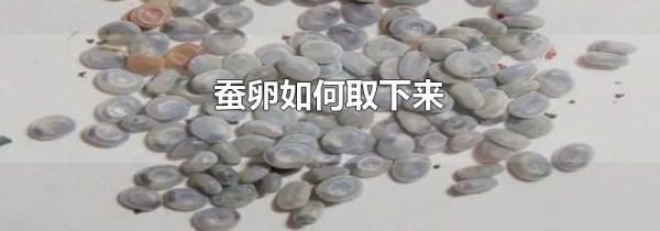 蚕卵如何取下来