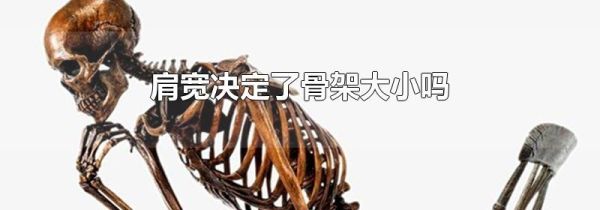 肩宽决定了骨架大小吗