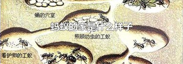 蚂蚁的家是什么样子