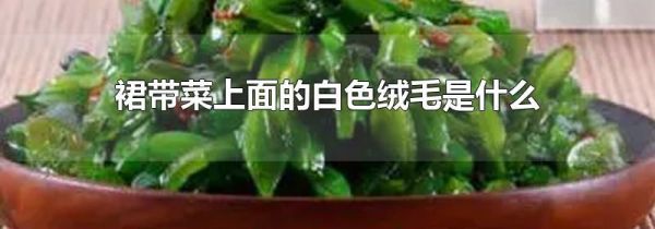 裙带菜上面的白色绒毛是什么