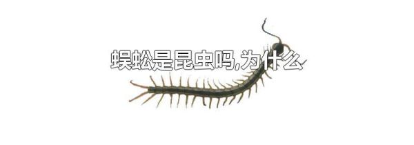 蜈蚣是昆虫吗,为什么