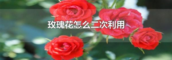 玫瑰花怎么二次利用