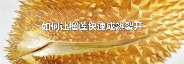 如何让榴莲快速成熟裂开