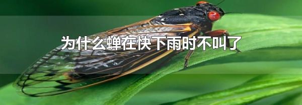 为什么蝉在快下雨时不叫了