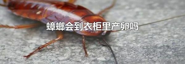 蟑螂会到衣柜里产卵吗