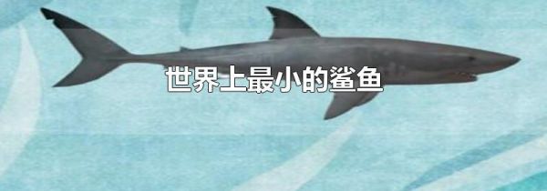 世界上最小的鲨鱼