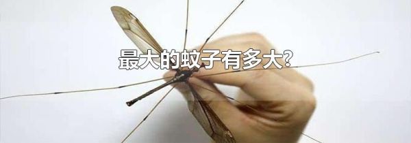 最大的蚊子有多大?