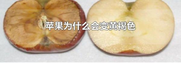 苹果为什么会变黄褐色