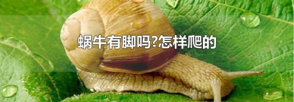 蜗牛有脚吗?怎样爬的