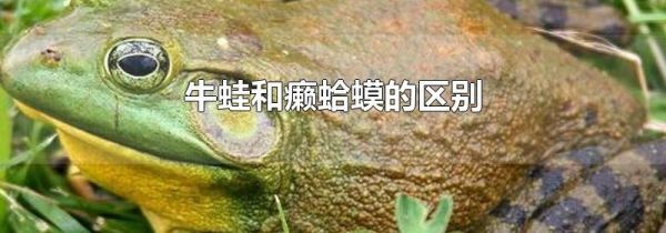 牛蛙和癞蛤蟆的区别