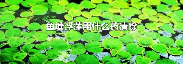 鱼塘浮萍用什么药清除