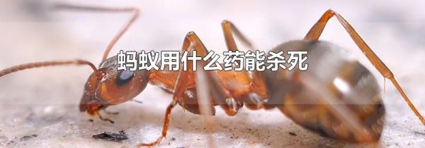 蚂蚁用什么药能杀死