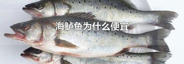 海鲈鱼为什么便宜