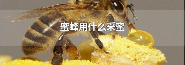 蜜蜂用什么采蜜