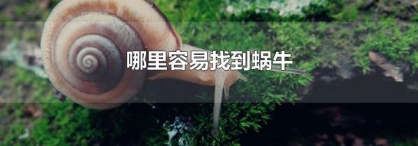 哪里容易找到蜗牛