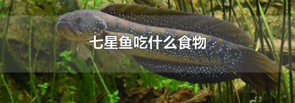 七星鱼吃什么食物