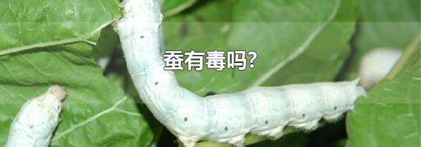 蚕有毒吗?