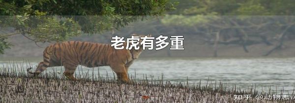 老虎有多重