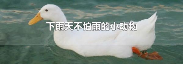 下雨天不怕雨的小动物