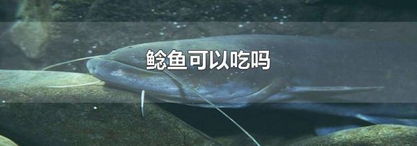 鲶鱼可以吃吗