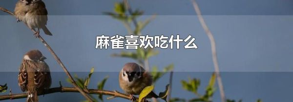 麻雀喜欢吃什么