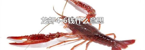 龙虾4-6钱什么意思