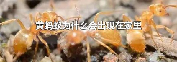 黄蚂蚁为什么会出现在家里