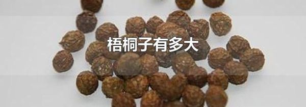 梧桐子有多大