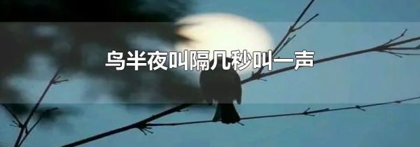 鸟半夜叫隔几秒叫一声