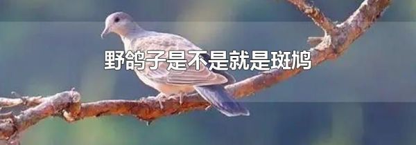 野鸽子是不是就是斑鸠